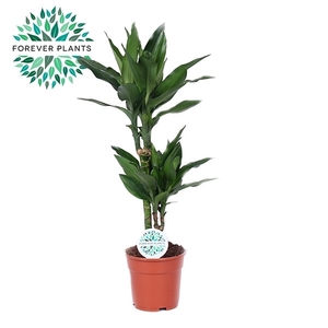 Dracaena Janet Lind p17, 30+10