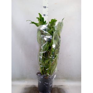 Philodendron  'Xanadu'