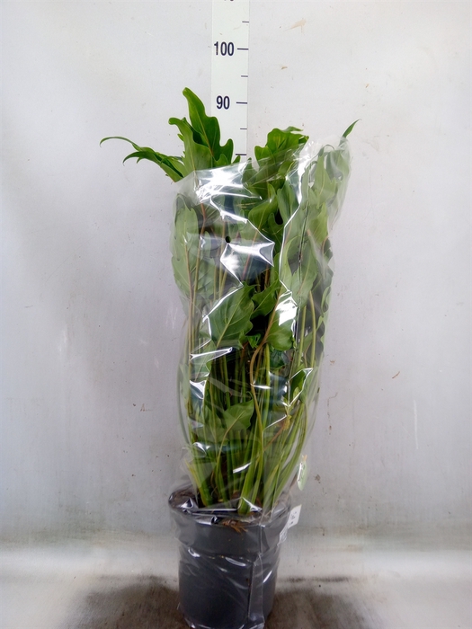 <h4>Philodendron  'Xanadu'</h4>
