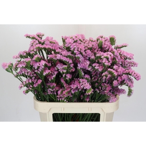 Limonium sinuatum 'Lucia Pink'