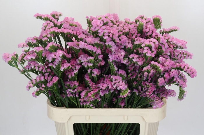 <h4>Limonium sinuatum 'Lucia Pink'</h4>