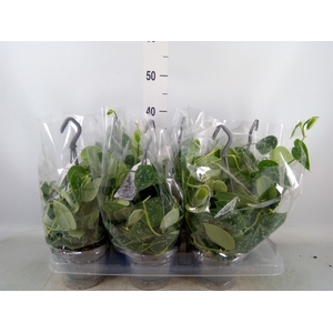 Scindapsus pictus 'Argyraeus'