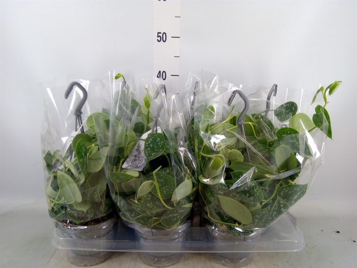 <h4>Scindapsus pictus 'Argyraeus'</h4>