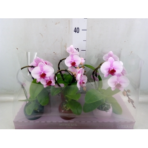 Phalaenopsis   ...rose