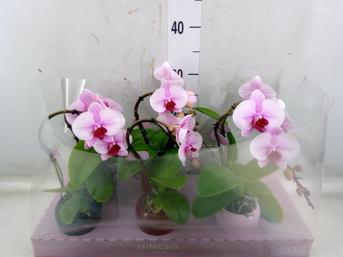 <h4>Phalaenopsis   ...rose</h4>