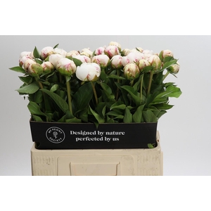 Paeonia Mary E. Nicholls