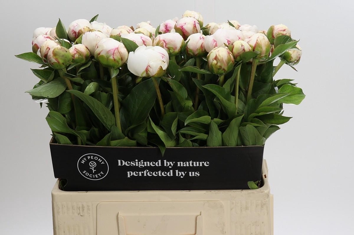 <h4>Paeonia Mary E. Nicholls</h4>