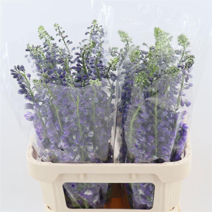 <h4>DELPH DU AURORA DP P</h4>