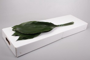 Aspidistra Italia 70cm