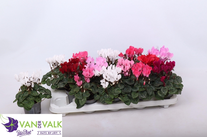 <h4>CYCL KL SUP VERANO</h4>