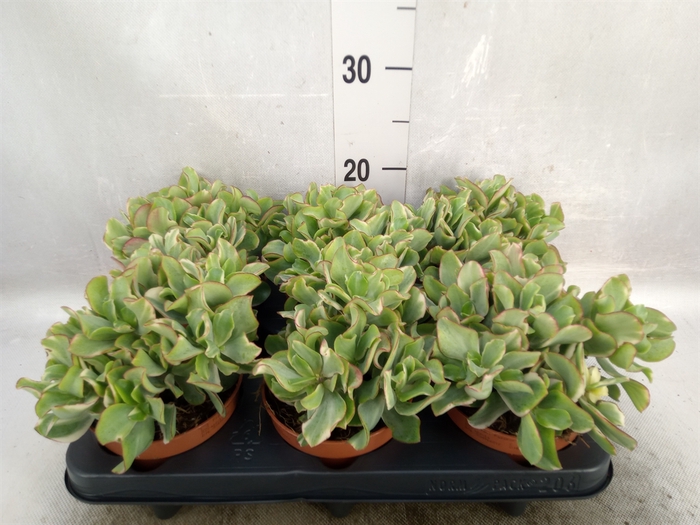 <h4>Crassula arborescens 'Curly Green'</h4>