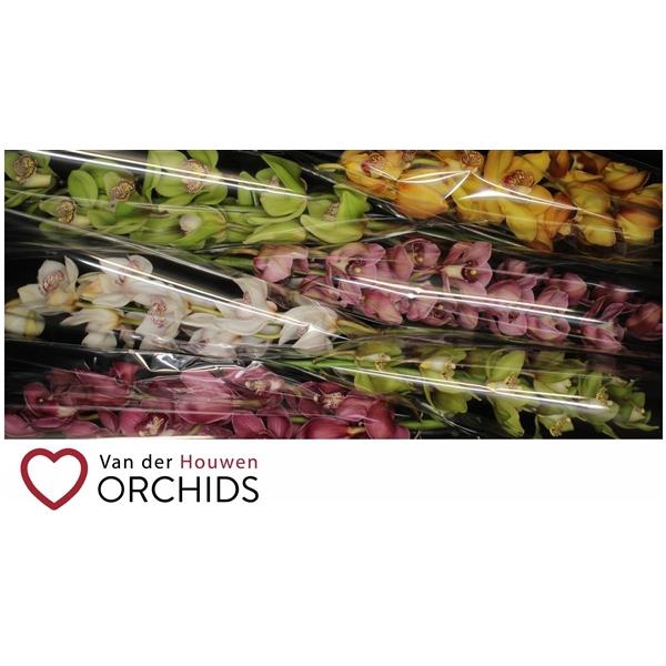 <h4>80 cm gemengd.</h4>