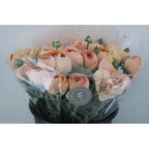 Ran Cloni Sup Champagne