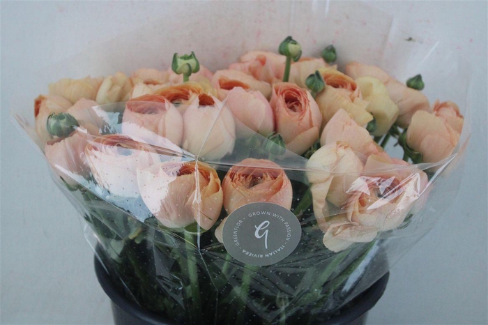 <h4>Ran Cloni Sup Champagne</h4>