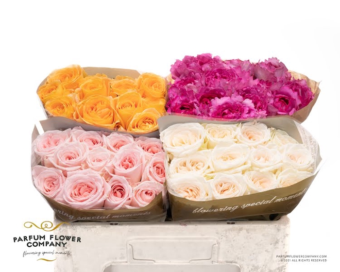 <h4>Rosa Garden Mix Tambuzi</h4>