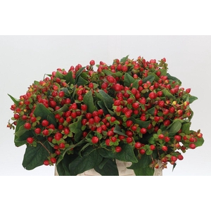 Hypericum Magical Triumph