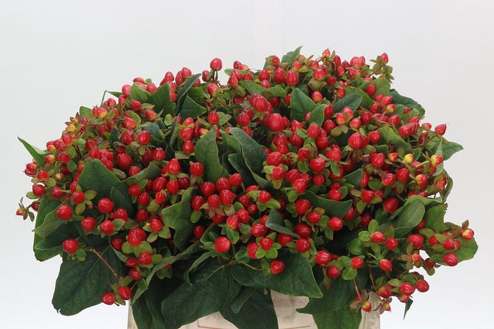 <h4>Hypericum Magical Triumph</h4>