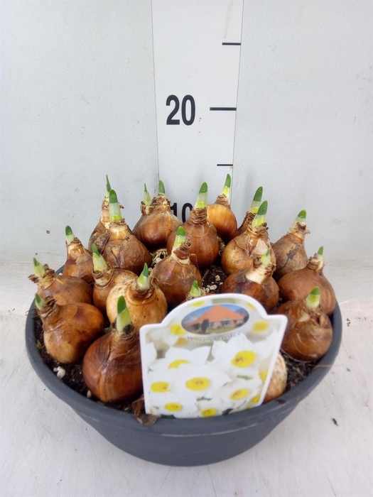 <h4>Narcissus   ...</h4>