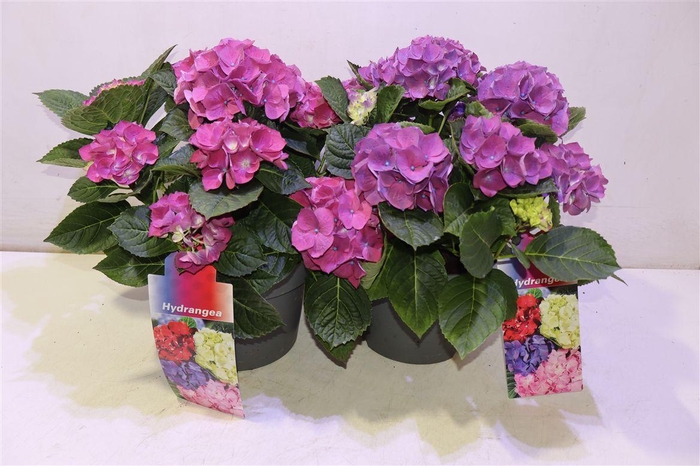 <h4>arr8 Hydr M Hi River Purple</h4>