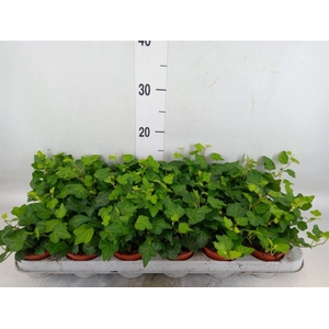 Hedera helix 'Wonder'