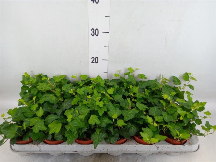 <h4>Hedera helix 'Wonder'</h4>