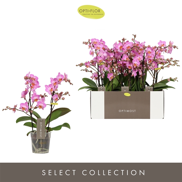 <h4>Phalaenopsis Multifloratypes Honeybee</h4>