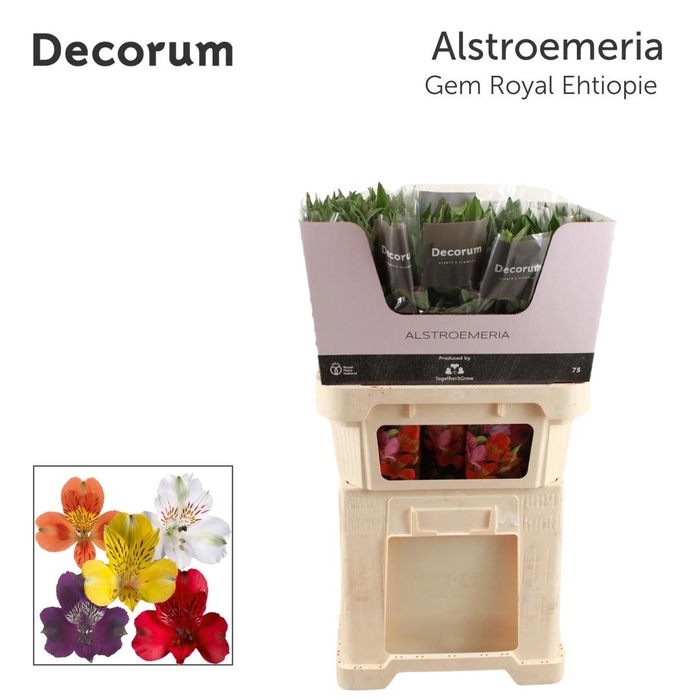 <h4>ALSTR GEM IN FUST</h4>