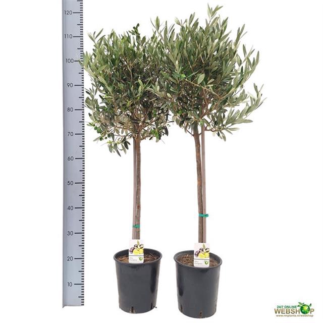 Olea europaea 21Ø 110cm