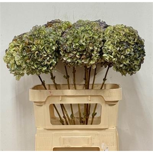 DROOG HYDRANGEA RODE