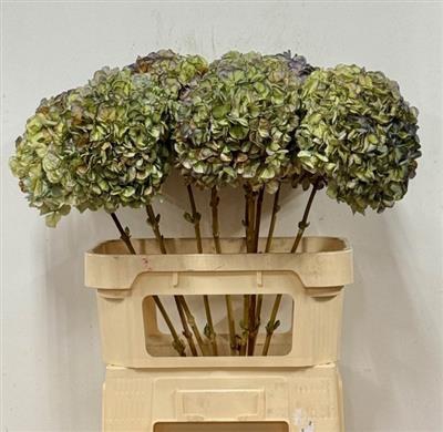 <h4>DROOG HYDRANGEA RODE</h4>