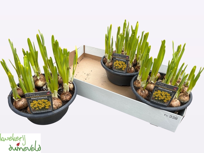 <h4>NARC C ADRIA GEERTRU</h4>