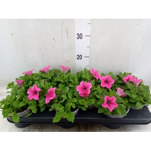 Petunia  'Surfinia Hot Pink'
