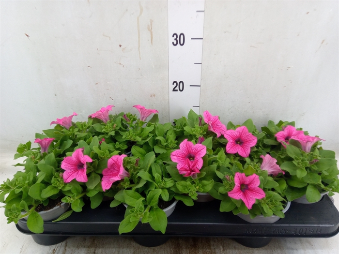 Petunia  'Surfinia Hot Pink'