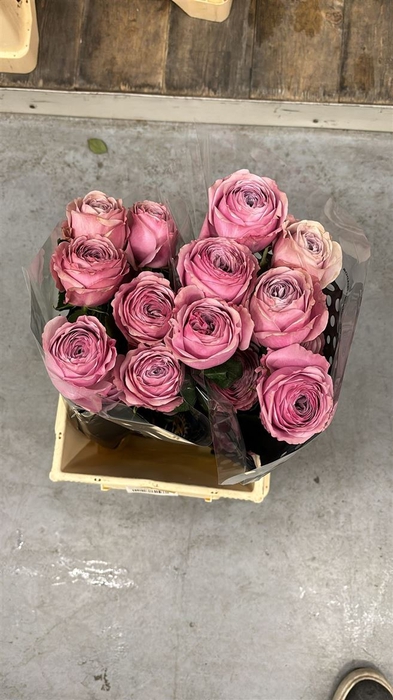 <h4>R GR Peonikiss</h4>