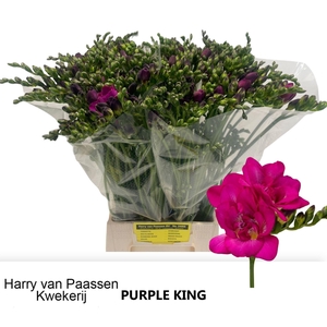 Freesia du Purple King