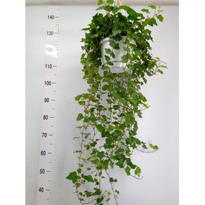 Hedera helix 'Wonder'