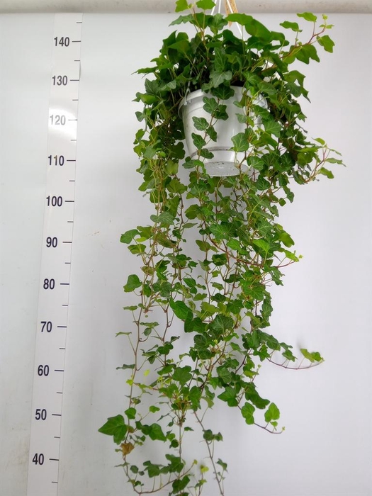 <h4>Hedera helix 'Wonder'</h4>