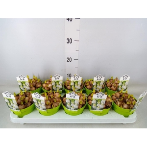 Muscari  'Magic White'