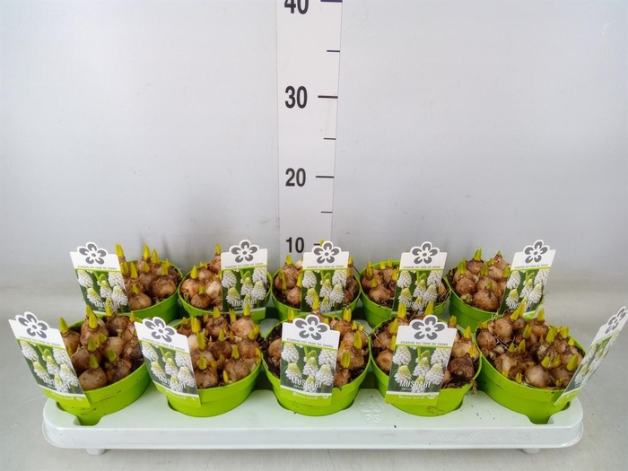 <h4>Muscari 'Magic White'</h4>