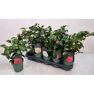 CAMELLIA JAPONICA
