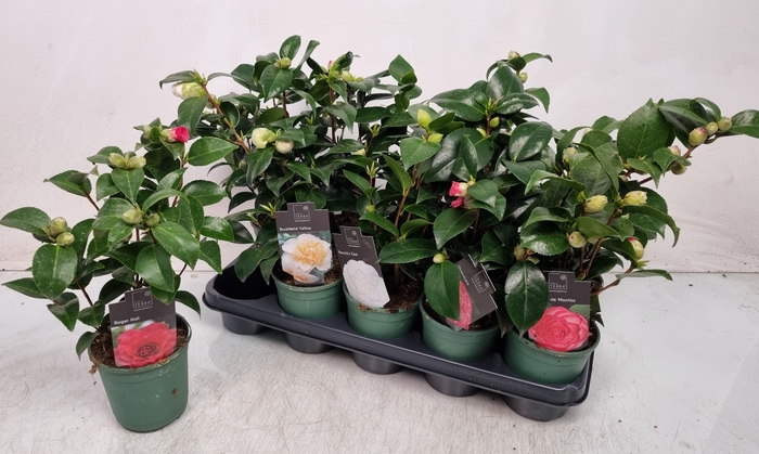 <h4>CAMELLIA JAPONICA</h4>