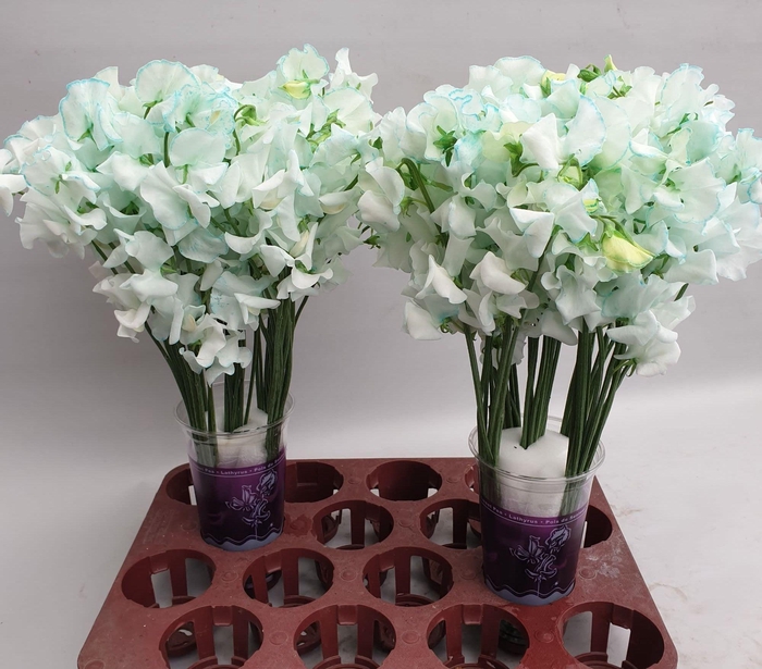 <h4>Lathyrus Ijsblauw Magic</h4>