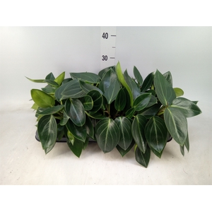 Peperomia