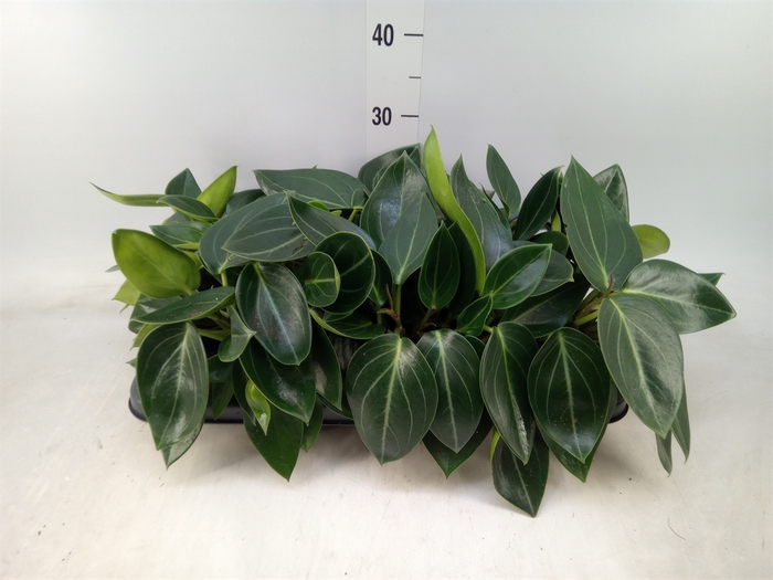 <h4>Peperomia</h4>