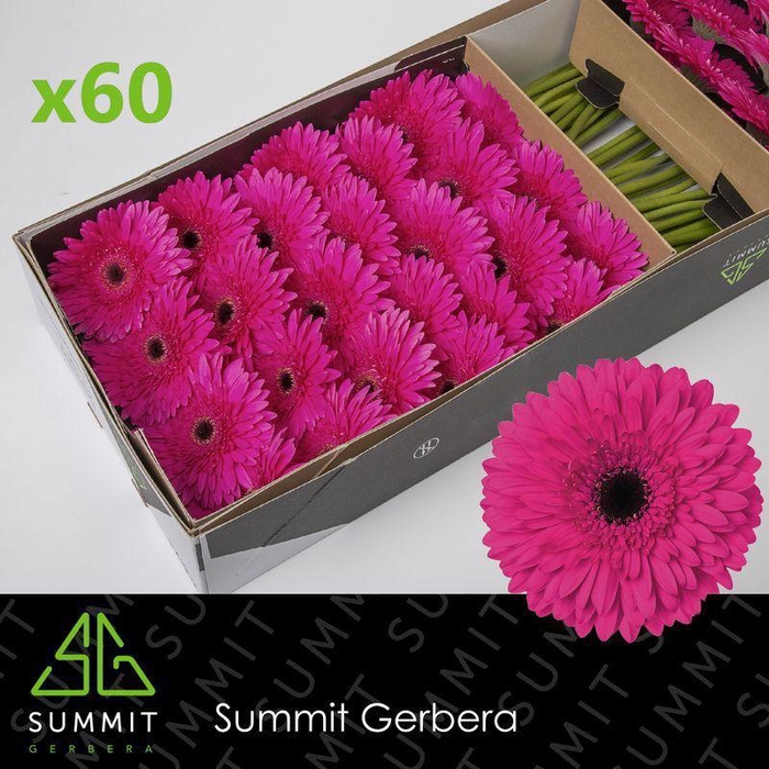 <h4>GE GR MADEIRA</h4>