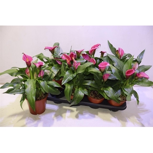 arr8 Zant Cherry Kiss