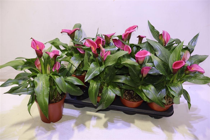 <h4>arr8 Zant Cherry Kiss</h4>