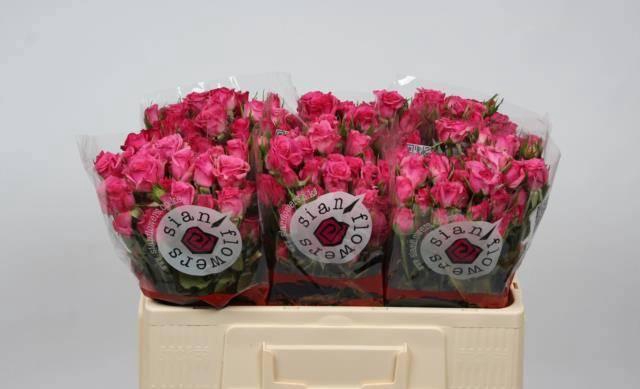 <h4>R TR LIANNE</h4>