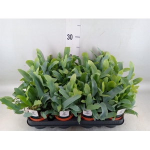 Phlebodium aureum 'Blue Star'