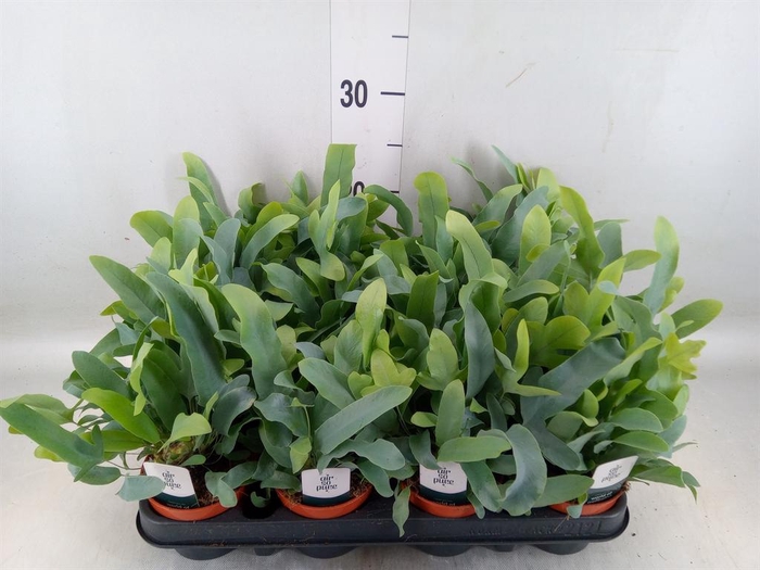Phlebodium aureum 'Blue Star'